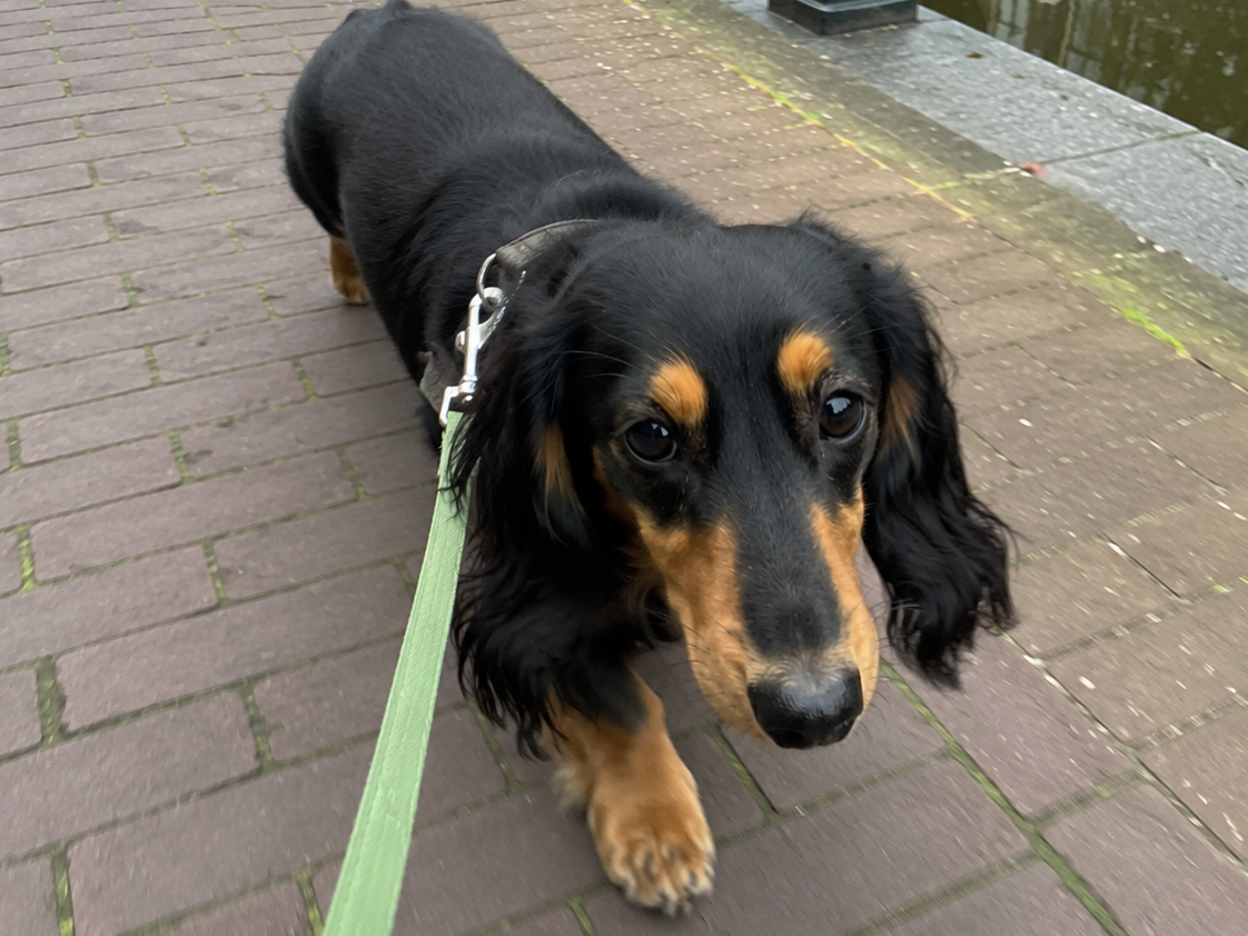 Dachshund on a walk along an Amsterdam canal