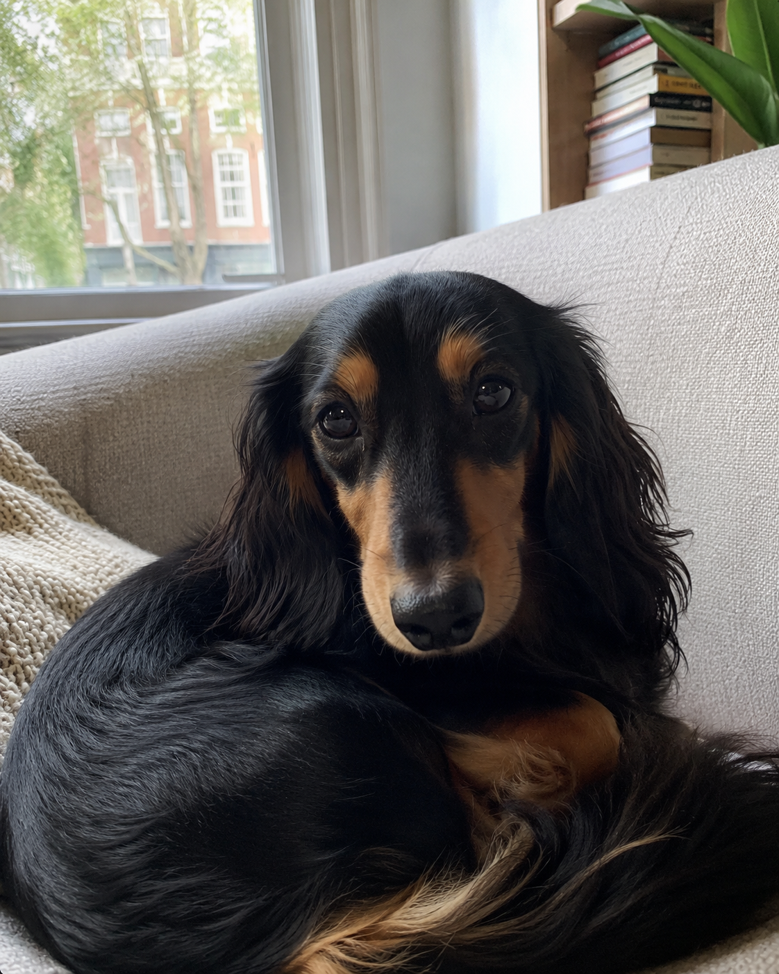 Long-haired dachshund resting on a sofa